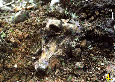 wpe16.jpg (28438 bytes)