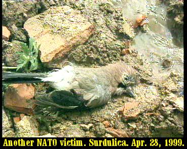 surd4-28-2.jpg (38318 bytes)